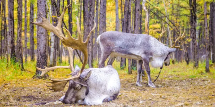 敖魯古雅使鹿部落景區
