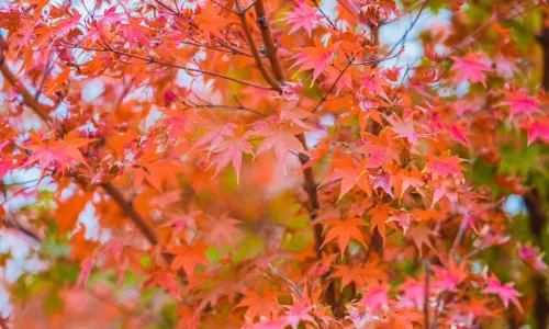 Xiangshan Scenic Area