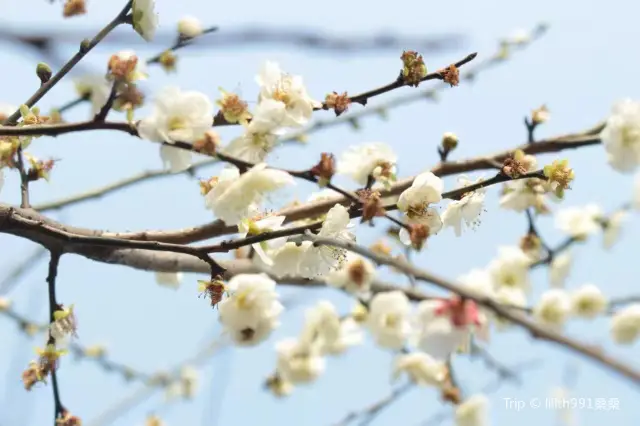 Suzhou Plum Blossom Viewing