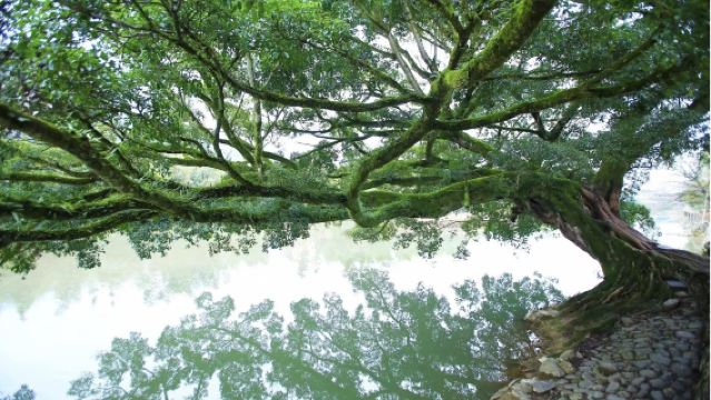 雲水謠+田螺坑土樓群一日遊【包車遊】廈門/漳州上門接送