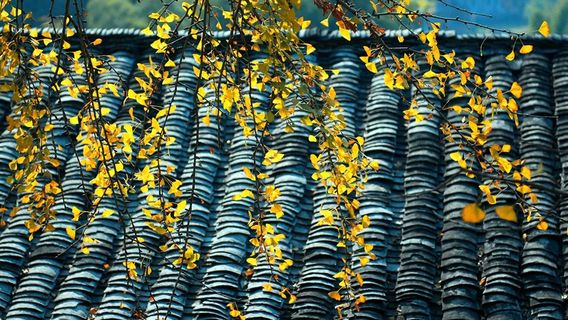 Ginkgo Viewing in Shaoguan