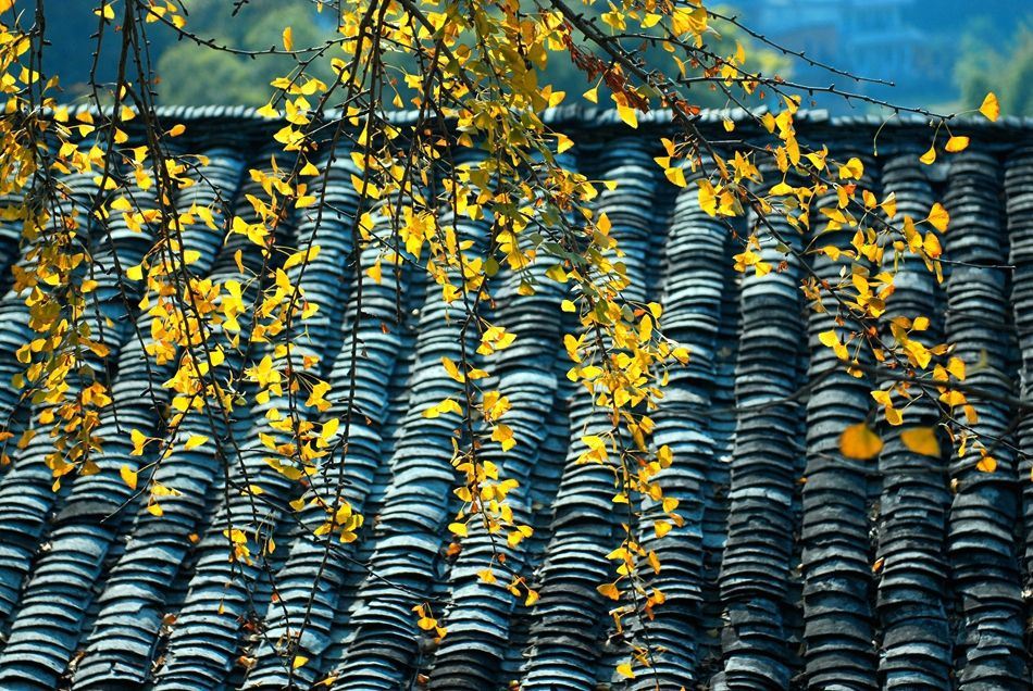 Ginkgo Viewing in Shaoguan