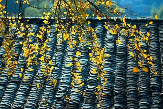 Ginkgo Viewing in Shaoguan