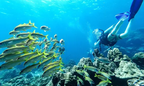 斯米蘭群島潛水