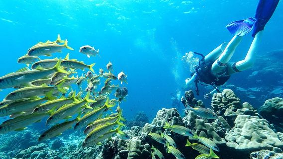 Diving in Similan Islands