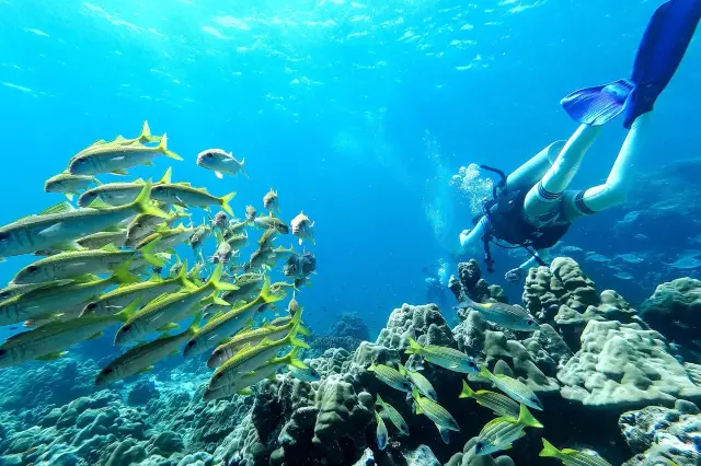 Diving in Similan Islands