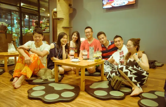 Cat 'n' A Cup Cat Cafe