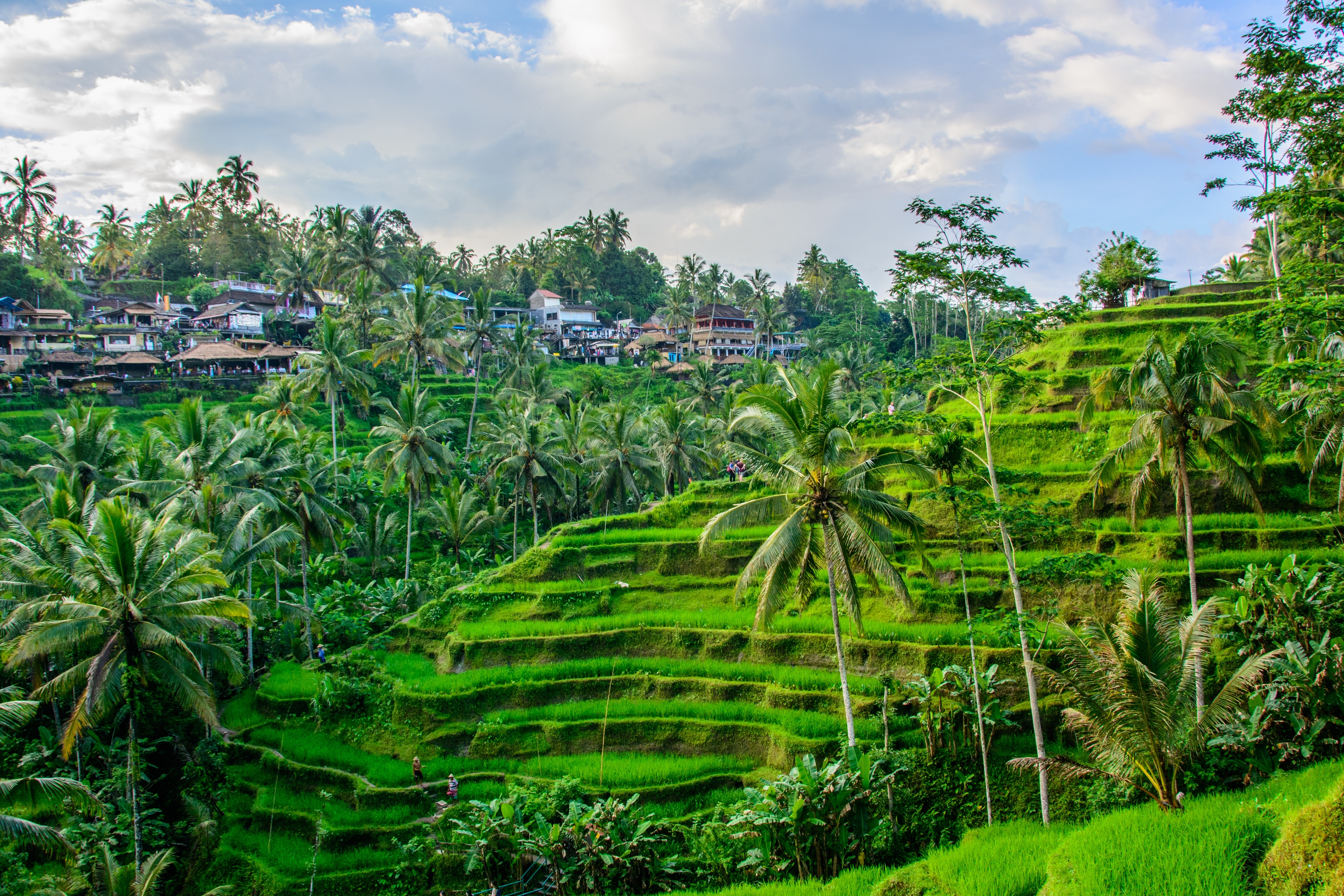 Tegallalang Rice Terrace