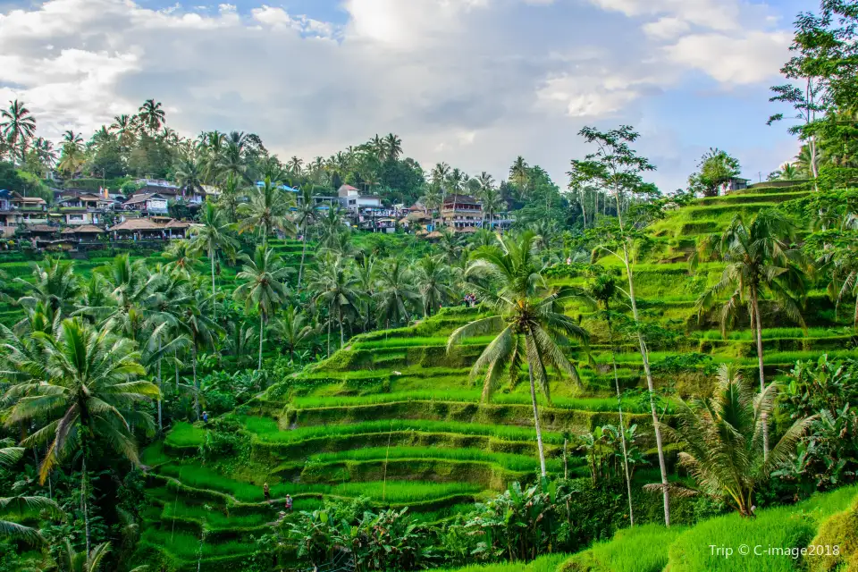 5_Tegallalang Rice Terrace