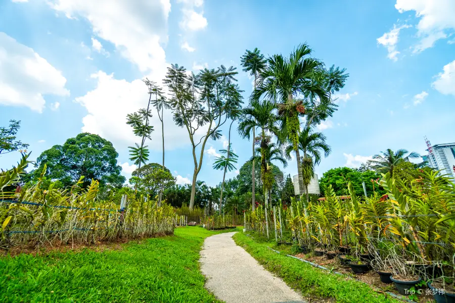 Hibiscus Garden