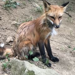 白石市 宮城蔵王 キツネ村 評判 案内 トリップドットコム 白石市 宮城蔵王 キツネ村 評判 案内 トリップドットコム