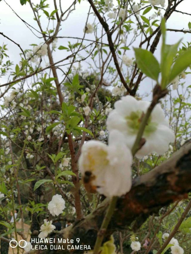 Nanguo Peach Garden