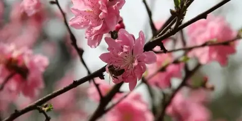 桃花塢旅遊景點