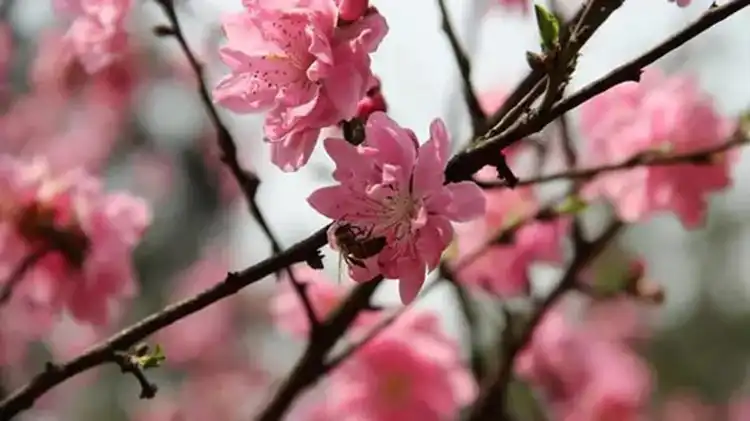 Hotels in Xuyong