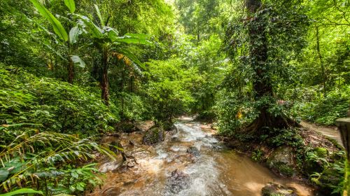 Moli Tropical Rainforest Scenic Area