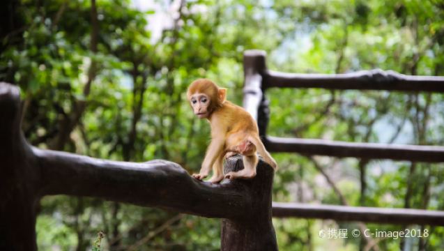 Zhangjiajie Nationalpark, Golden Whip Stream, Yuanjiajie, Tianzi-bjerget | Gruppe- eller skræddersyet dagstur