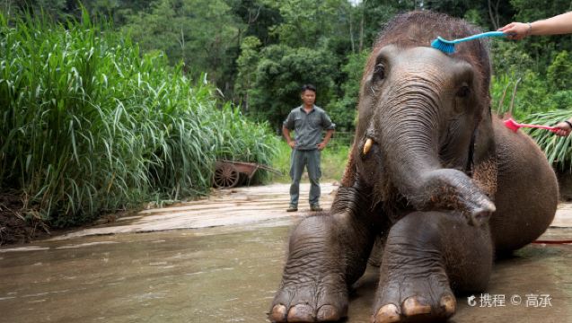 Xishuangbanna Private Day Tour: Wild Elephant Valley, Primeval Forest Park