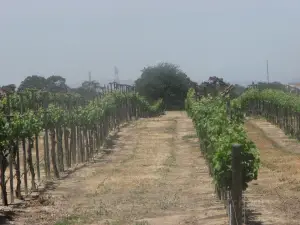 Tobin James Cellars