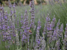 Shawnee Hills Lavendar Farm