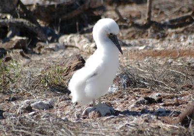 Little Cayman