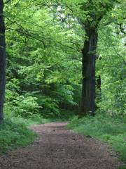 National Trust - Leigh Woods