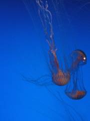 Woods Hole Science Aquarium