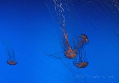 Woods Hole Science Aquarium