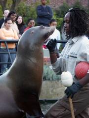 zoo di Prospect Park