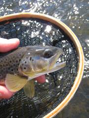 The Colorado Angler