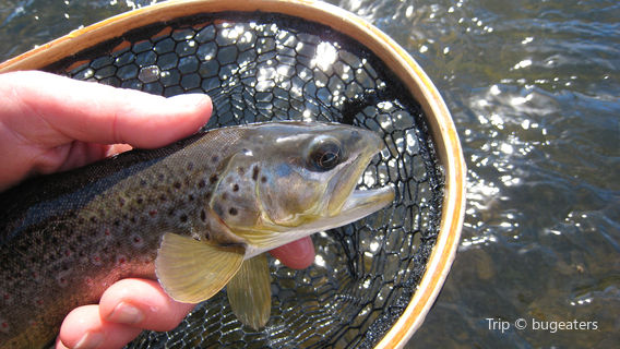 The Colorado Angler