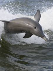 Dolphin Cruises Aboard the Cold Mil Fleet