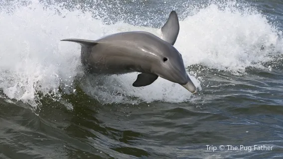 Dolphin Cruises Aboard the Cold Mil Fleet