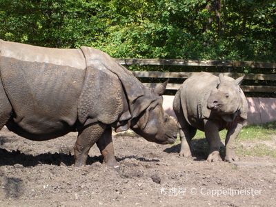 Nuremberg Zoo