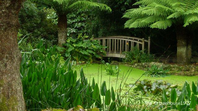 National Trust - Trengwainton Garden