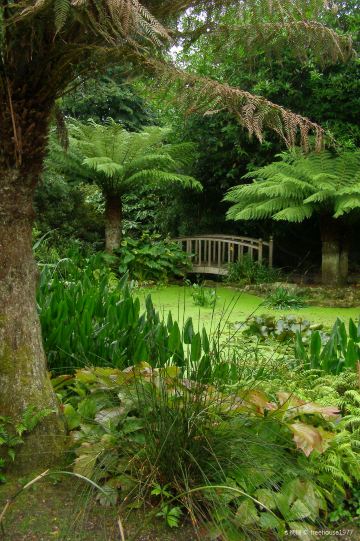National Trust - Trengwainton Garden