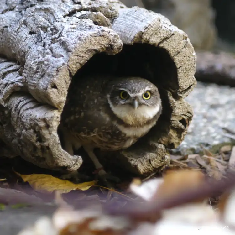 فنادق في سان ماتيو