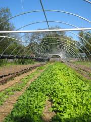 Boggy Creek Farm