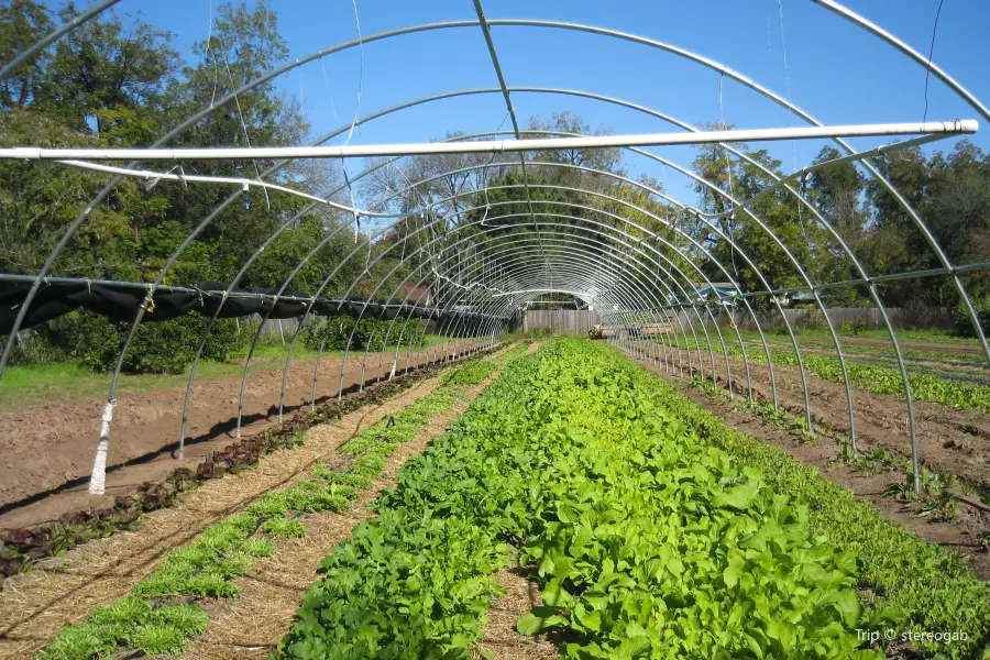 Boggy Creek Farm