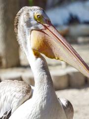 Seaside Seabird Sanctuary