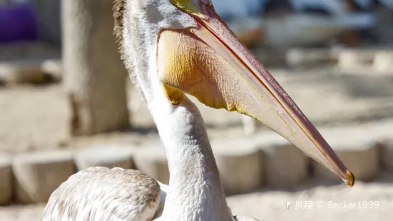 Seaside Seabird Sanctuary