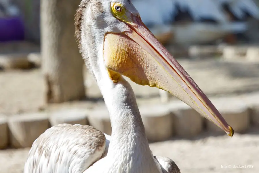 Seaside Seabird Sanctuary