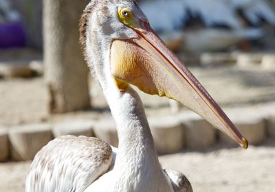 Suncoast Seabird Sanctuary