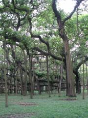 Jardín Botánico de Calcuta