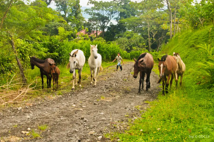 Alberto's Horses