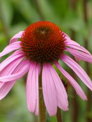 Daniel Stowe Botanical Garden