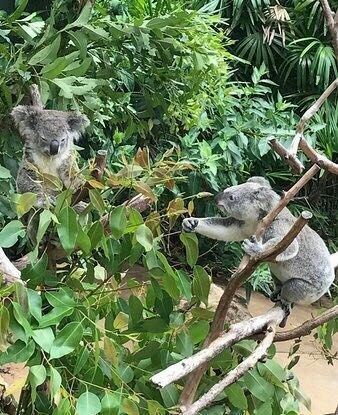 漢密爾頓島野生動物園