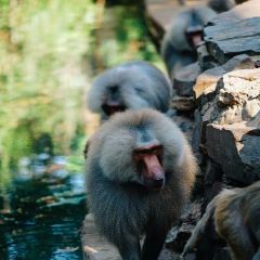 Koelner Zoo Travel Guidebook Must Visit Attractions In Cologne Koelner Zoo Nearby Recommendation Trip Com