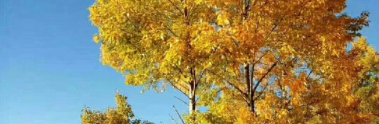 塔央生态园林餐厅