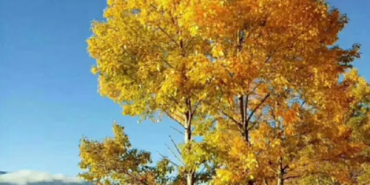 塔央生態園林餐廳