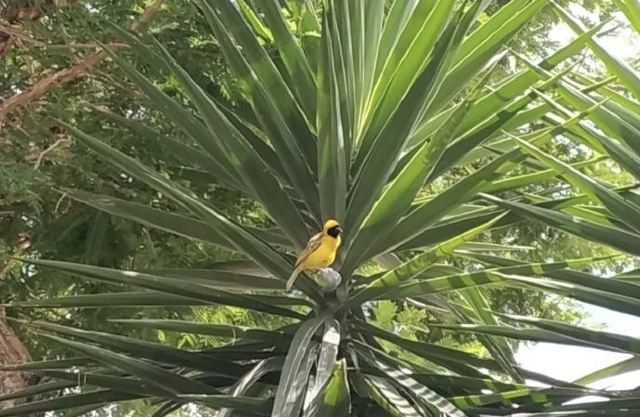 Montecasino Bird Sanctuary